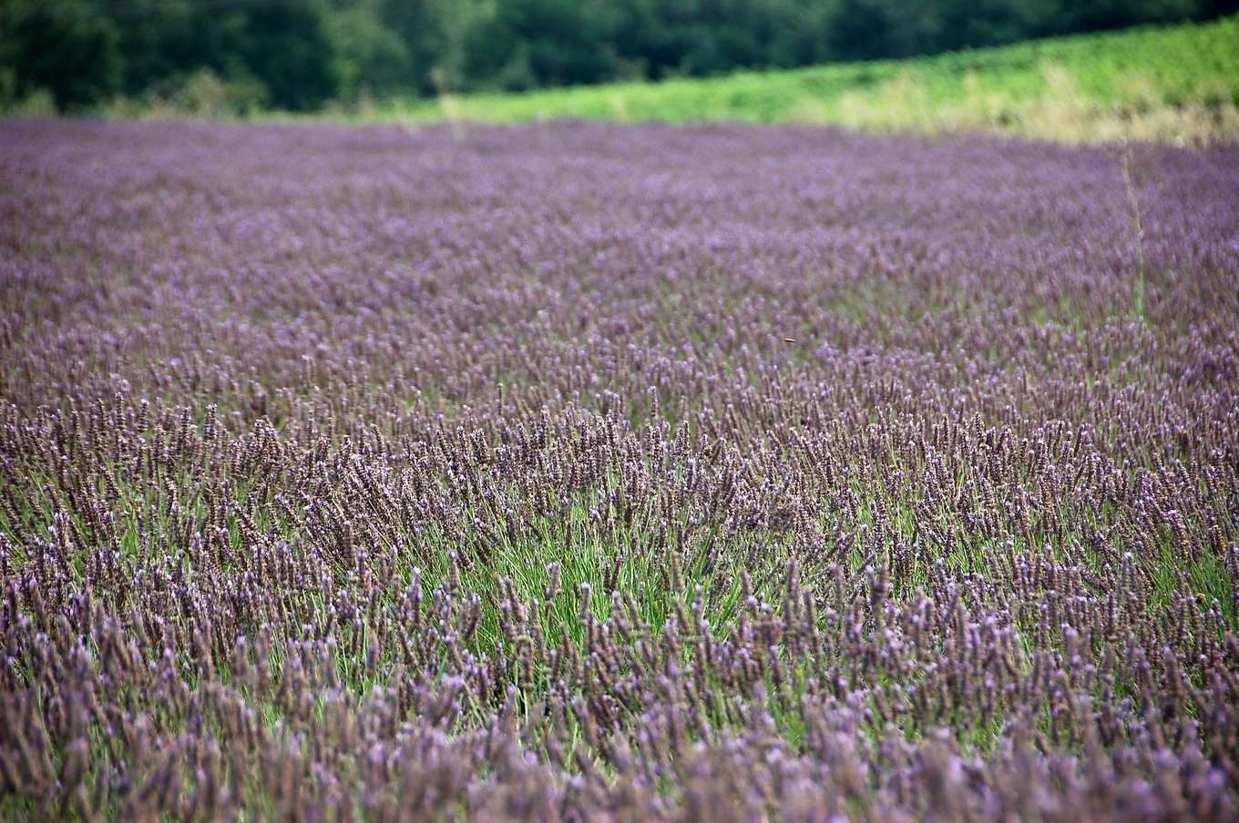 Un champ de lavande en fleur, en rangs serrés, dans la campagne près de Valréas